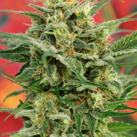 Auto fem AK 47 XL можно садить в апреле мае июле августе сентябре